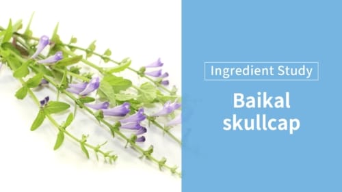 Baikal Skullcap